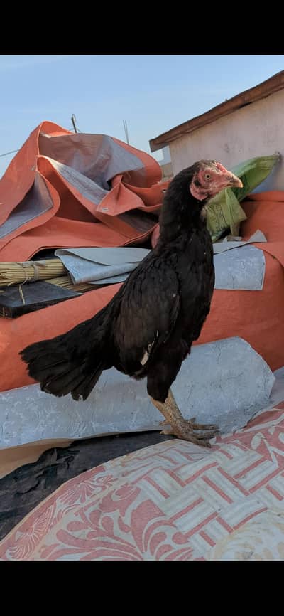 High Quality Aseel Maadi