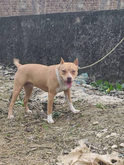 pitbull dog 7 months full vaccinated female