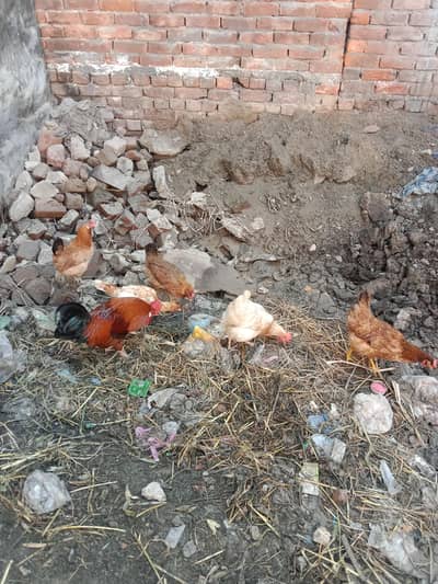 desi murgiyan Ghar ki padi Hui 03020414665