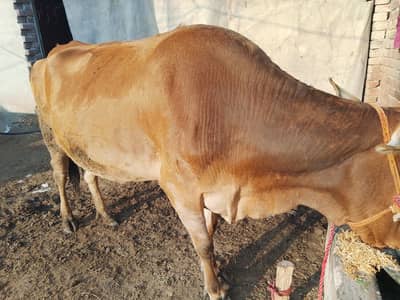 jarsi or walati cross ha 15 din ho gy ha soi ko 12kg dod ha