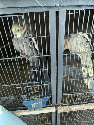 Singing Cockatiel breeder pair semi tame