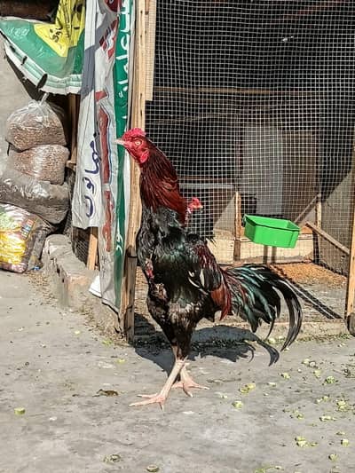 pure miyawali aseel achy kad me