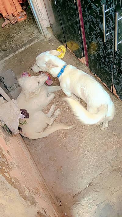 Russian male female pair puppies