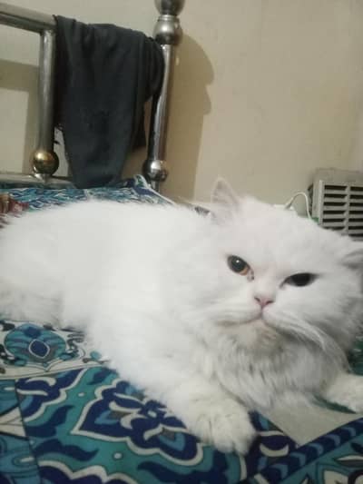 persion double coate multi eyes female