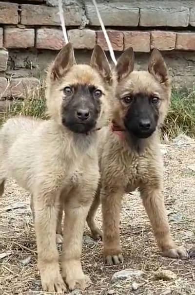 Bhagyari Alsatians male female 3 month full security guard for sale