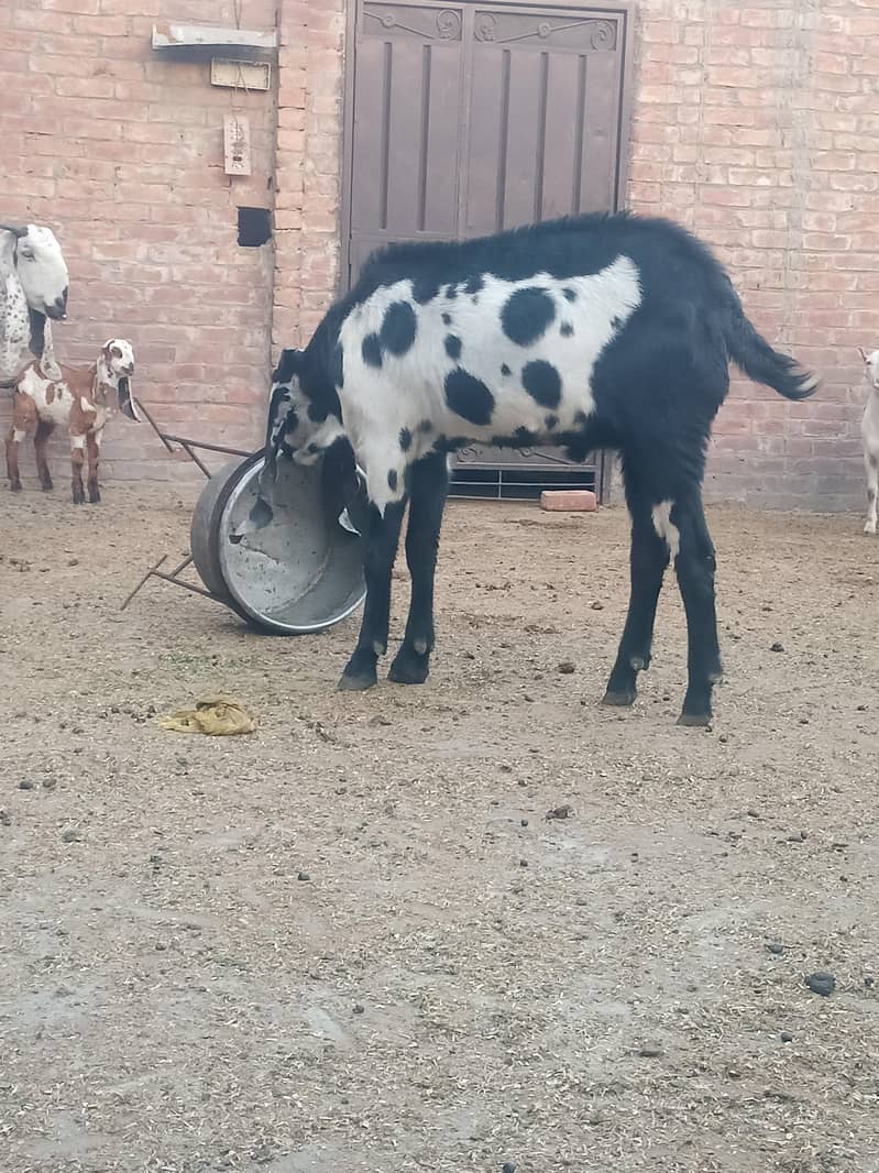 bakra 0