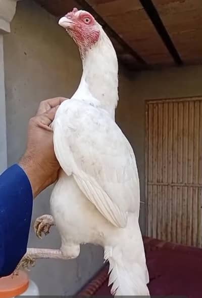pure white Aseel hen kruk hen