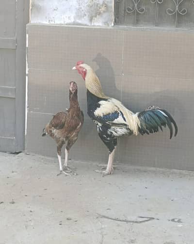 Aseel Breader Pair for Sale