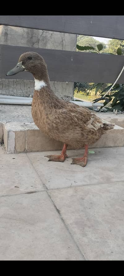 Beautiful Khaki Campbell