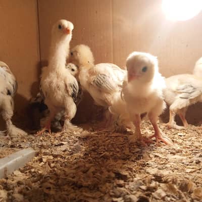 Light Columbian brahma Chicks 03406014838