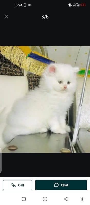 Persian cat for sale male female vaccine clear 0319=71=87=068=
