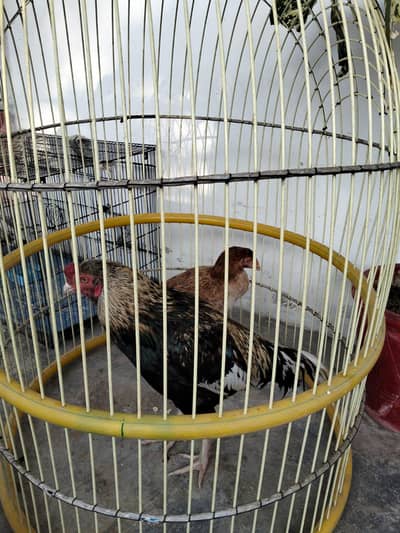 aseel murgha & 2 murghai