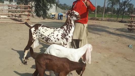 Makkah Chini Bakri Our 2 Bacchon Ka Sath Urgent for sale/ +03246711890