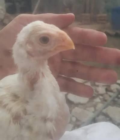 Parrot beak aseel chicks 03406014838
