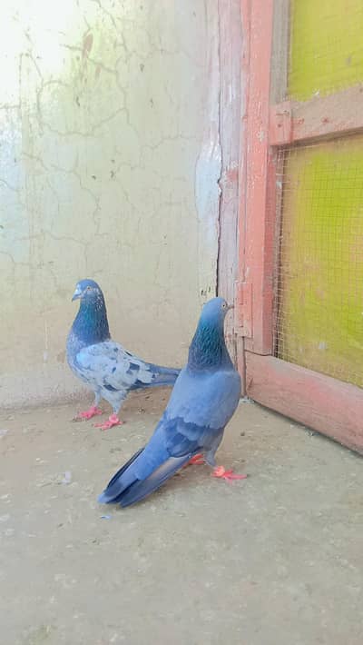 gashi kabouter sale jorou wala