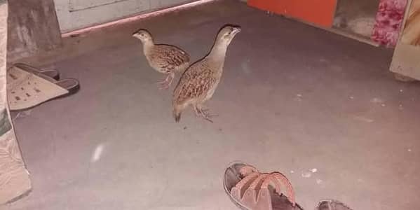 white irani teetar pair breedar