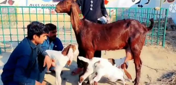 3 Bacchon Ka Sath Desi Bakri For Sale/ 03704815728