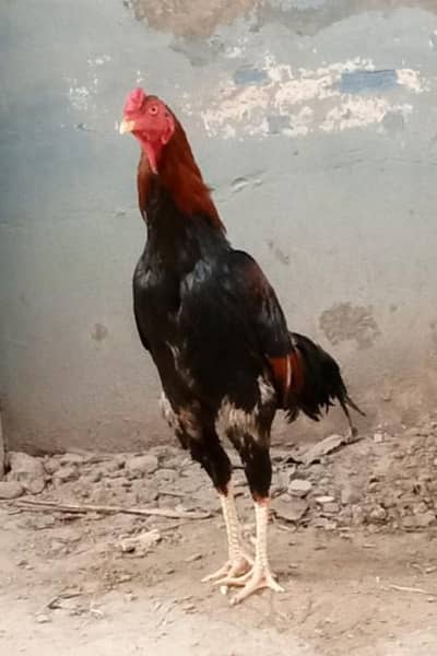 aik murgay lakh aik murgay mianwale aik dasi