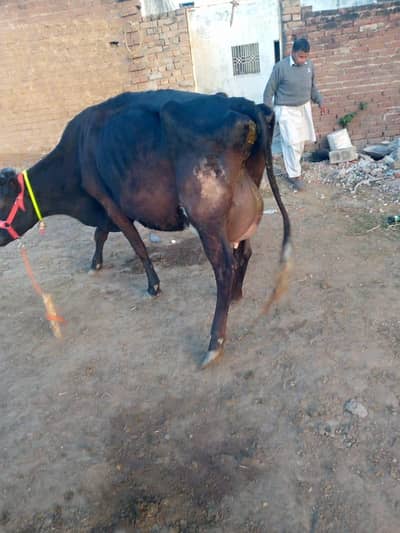 jerci fresion cow for sale