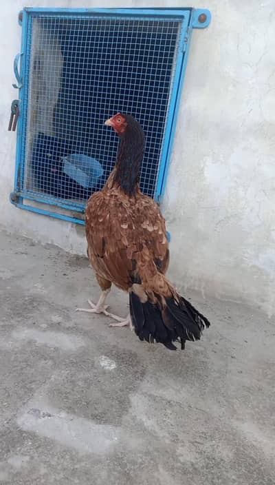 Mianwali aseel madi/ lakhi madi/breeder madi / aseel mianwali