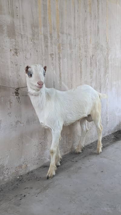 Pointed White Eyes Teddy 