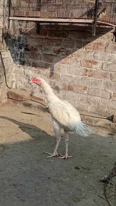 Heera  Aseel petha active And Healthy