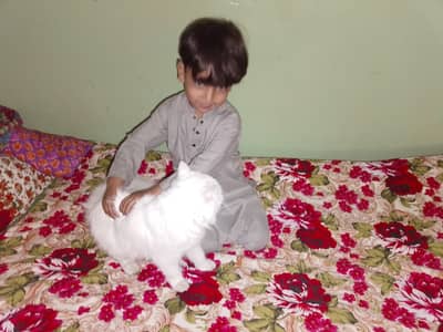 PERSION  CAT FOR SALE AT HAWKS BAY AREA. YOUNSABAD