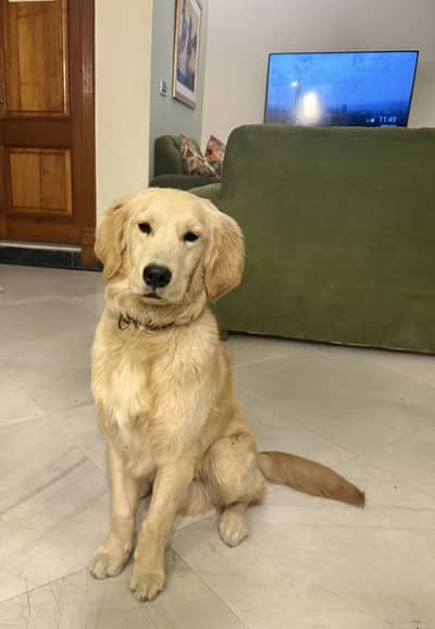 Golden Retriever Puppy 8 Months Old (Healthy & Friendly)
