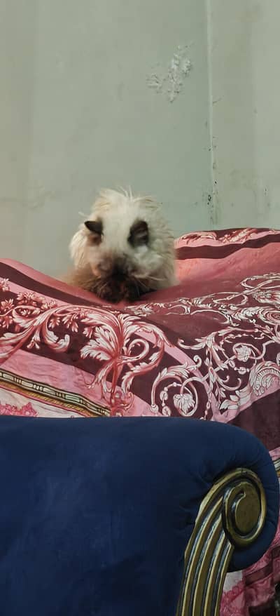 Persian Pair for sale