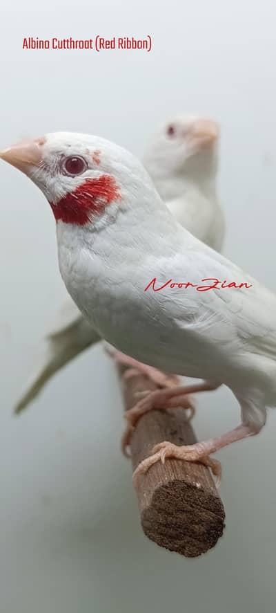 Full Orange exotic finches