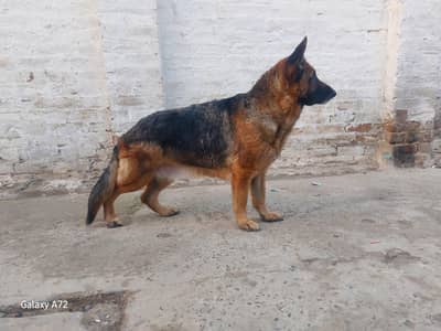stock coat garman shepherd female