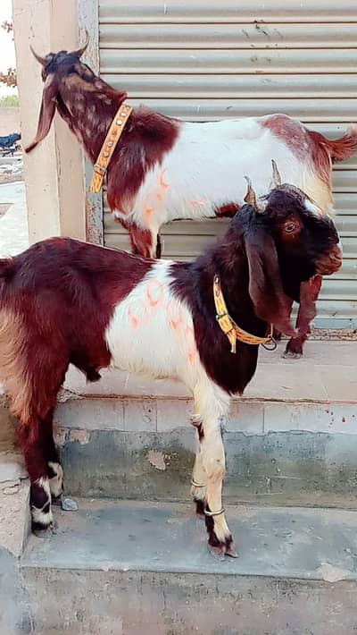 2 Bakra Eid Qurbani k liye Age 11.5 month