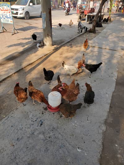 Egg lying Desi morgian fore sell  ghar ki pali Hoi