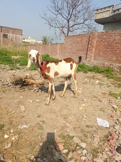 دیسی بکری  برائے فروخت