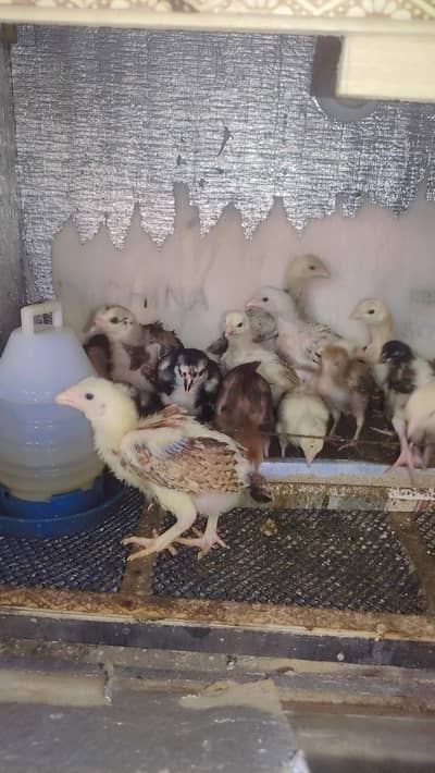aseel chicks (Pakistani) (Java) (shamo)