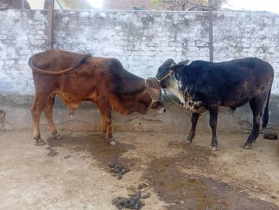 bachra bull vacha for sale