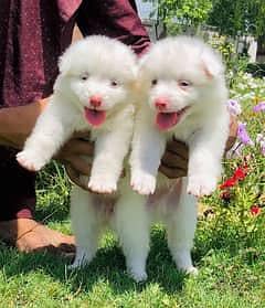 Russian puppies