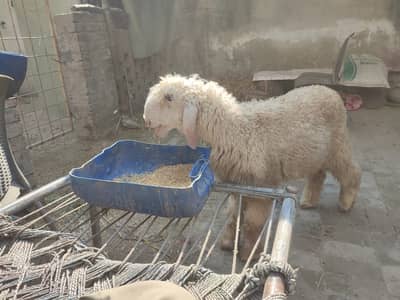 A BEAUTIFUL SHEEP FOR SALE