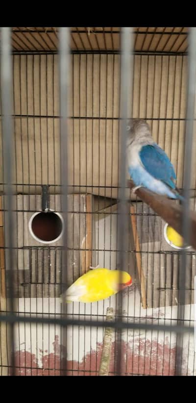 love birds for urgent sale all birds healthy and active