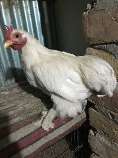 Bantam Male Hen Murga sale Exchange