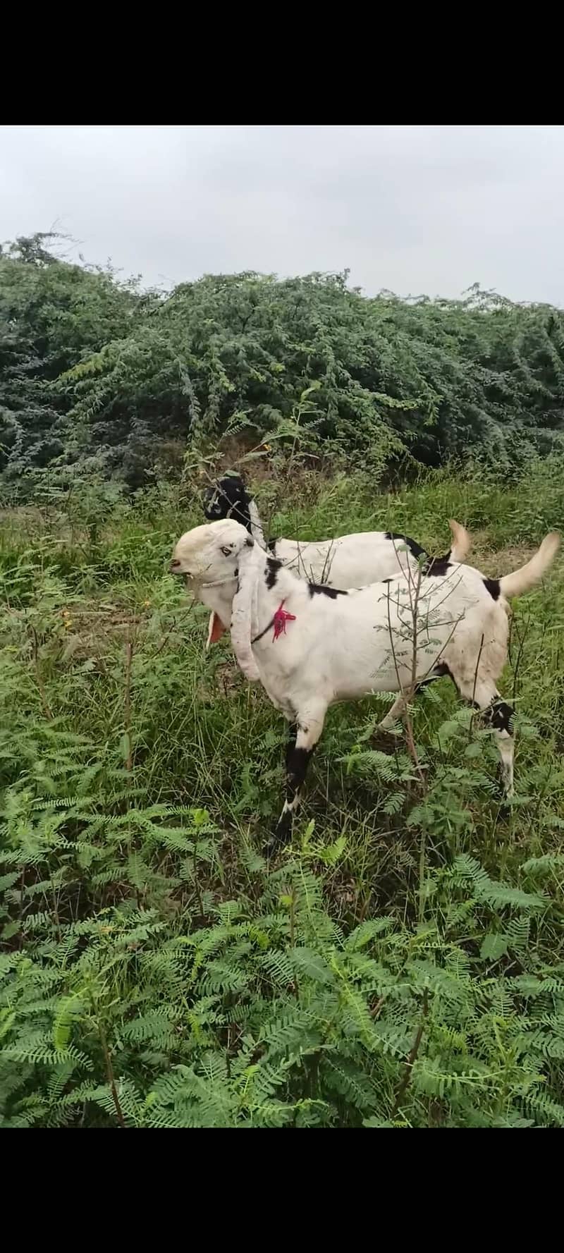 Bakra 1