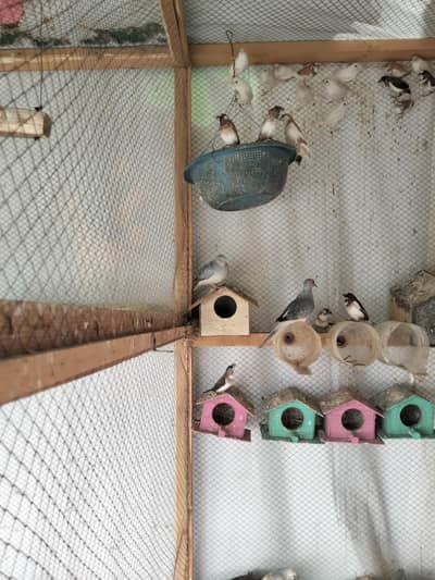 Bangle finches for sale