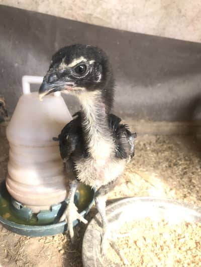 Pure dragon and thai urgent sale today