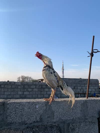 Aseel murgiya Murga  Hai Ghar Ki breed