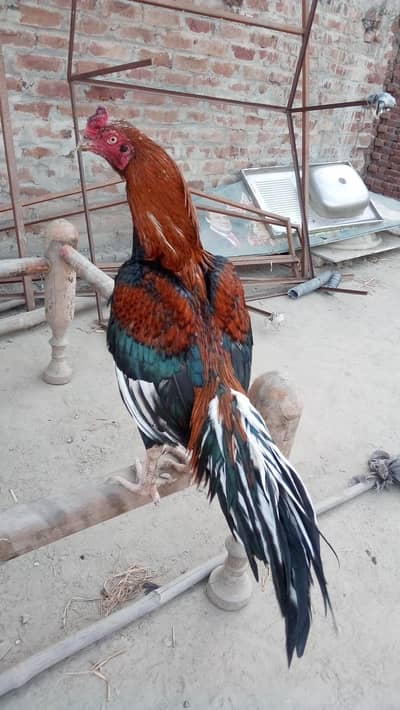 Mianwali Aseel | shajra aseel |  sawa patha  | mianwali lasani cross |