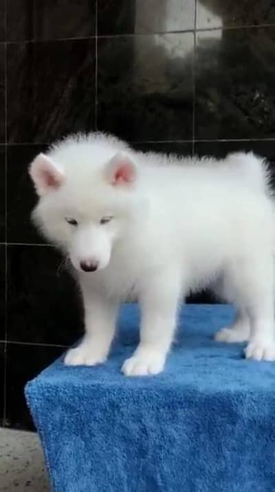 Siberian husky fore sale whtsaap number 0320.3792405