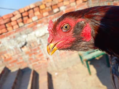 thai ptha game ki granti