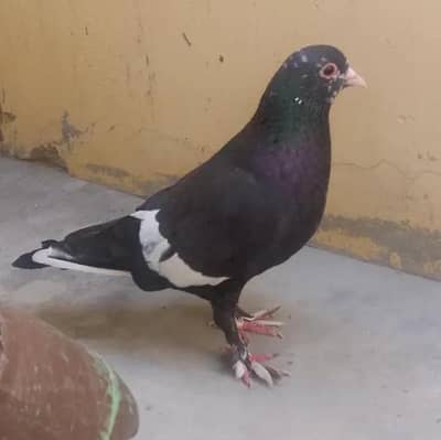 Black mainadag,kasni mainadag etc