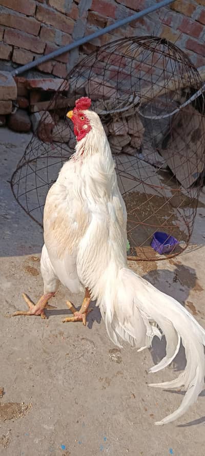 Perfect pair achi quality. 03067901675