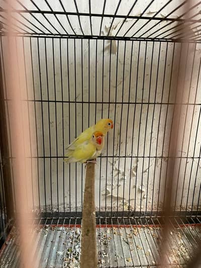 Love Birds Crimino To Decino .